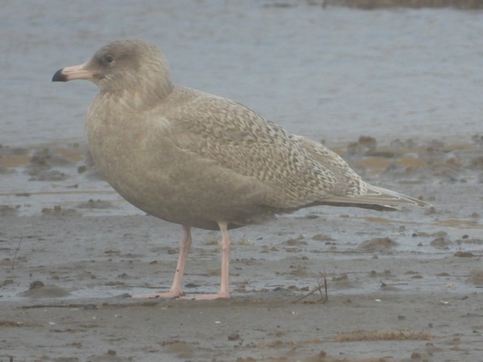 Glaucous Gull