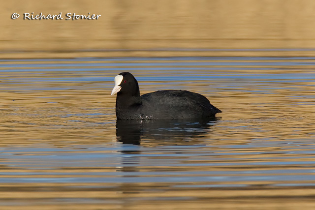 Coot