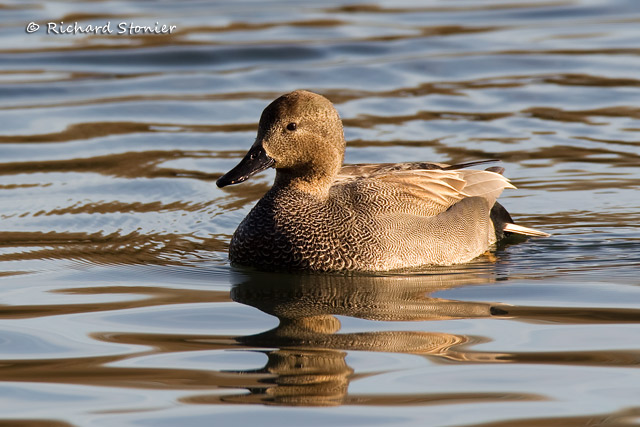 Gadwall