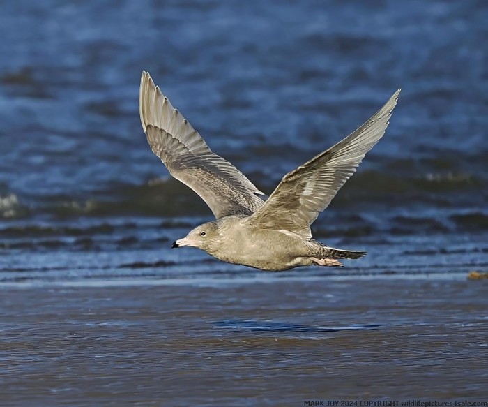 Glaucous Gull