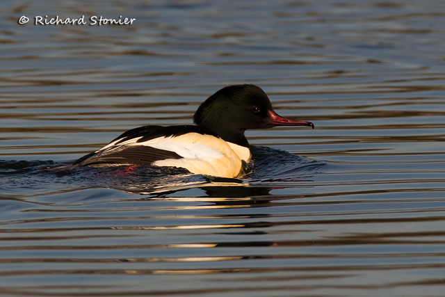 Goosander