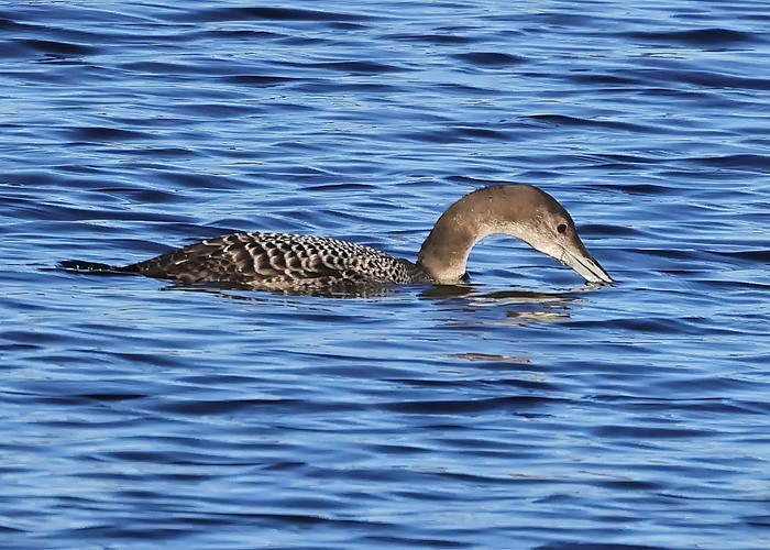 Great Northern Diver