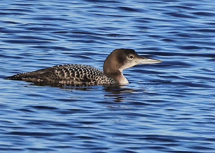 Great Northern Diver