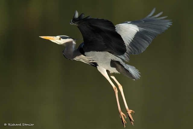 Grey Heron