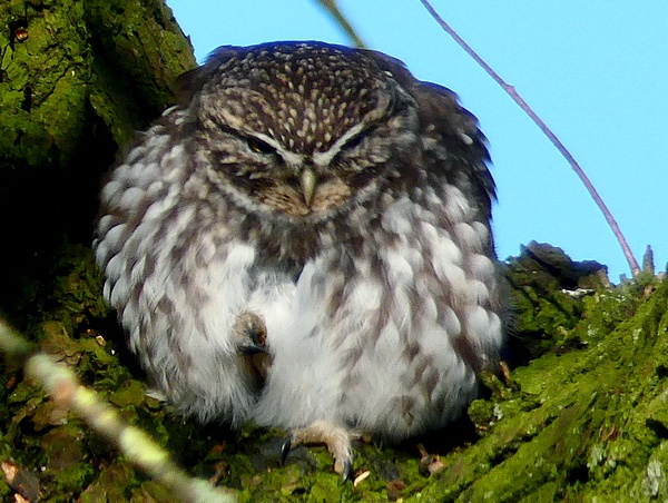 Little Owl