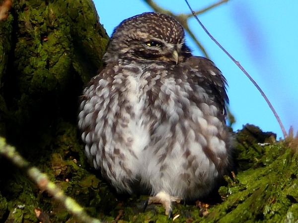 Little Owl