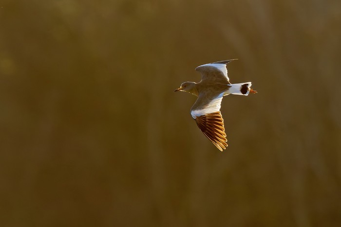 Grey-headed Lapwing