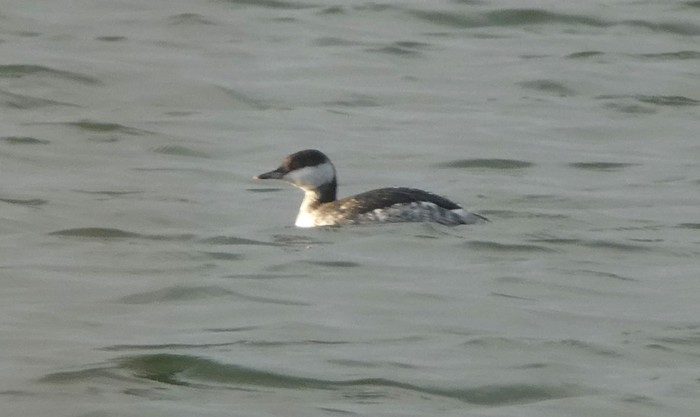 Slavonian Grebe