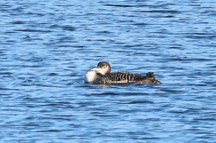 Great Northern Diver