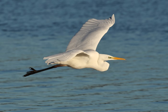 Great White Egret