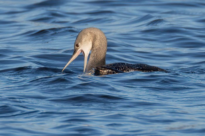 Red-throated Diver