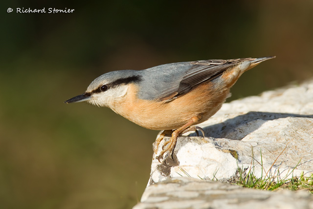Nuthatch