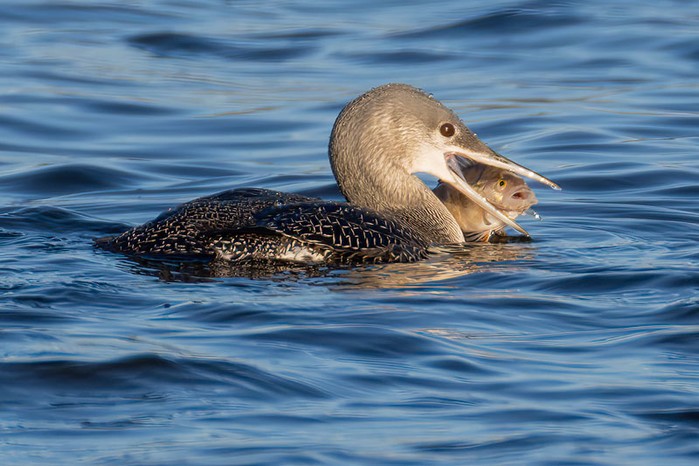 Red-throated Diver