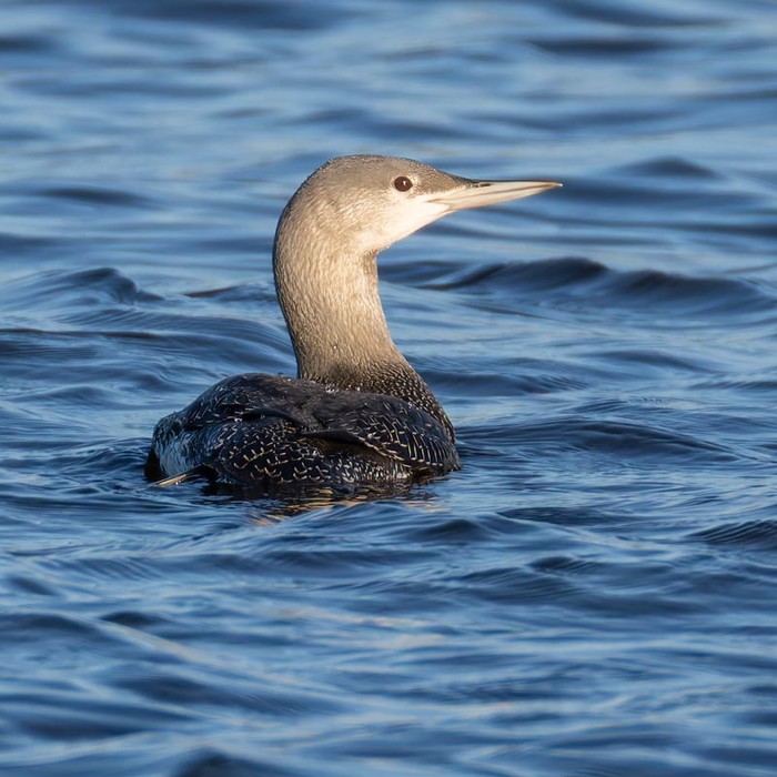 Red-throated Diver