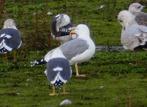 Yellow-legged Gull