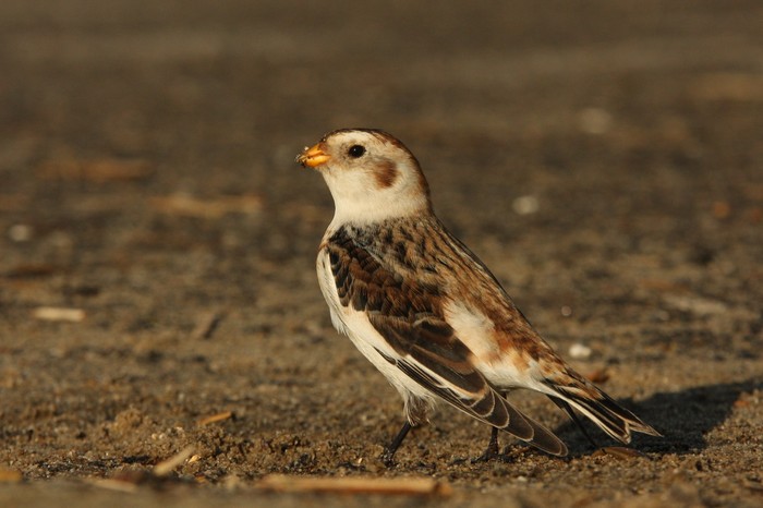 Snow Bunting