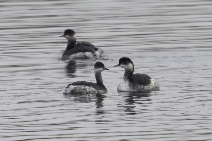 Black-necked Grebe