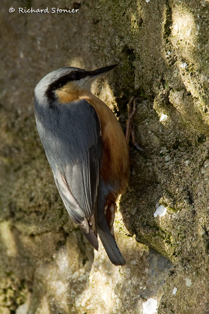 Nuthatch