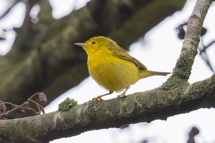 Yellow Warbler
