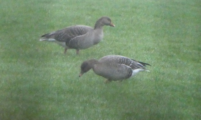 Tundra Bean Goose