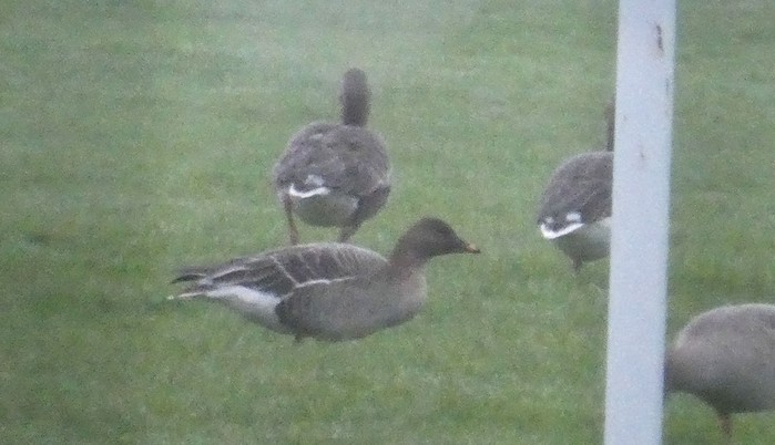 Tundra Bean Goose