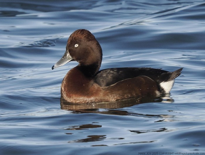 Ferruginous Duck