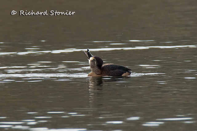 Ring-necked Duck