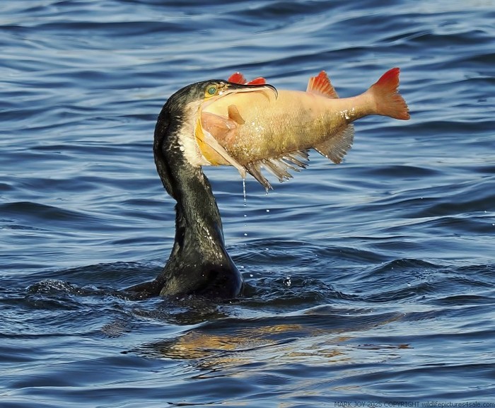 Cormorant