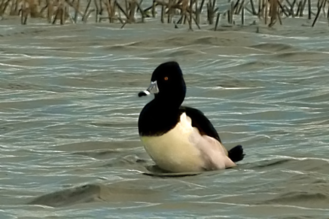Ring-necked Duck