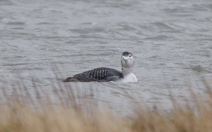 White-billed Diver