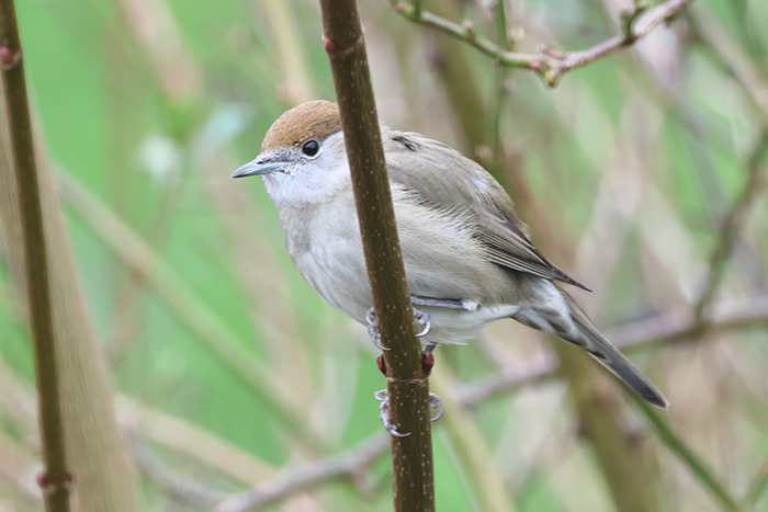Blackcap