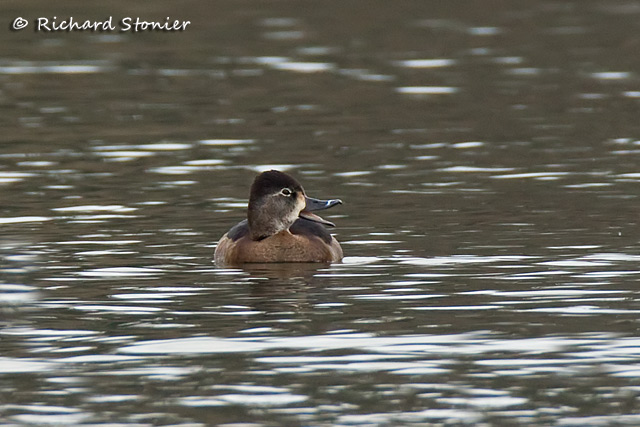 Ring-necked Duck