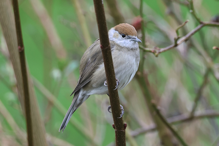 Blackcap
