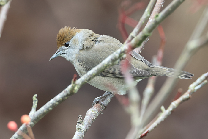 Blackcap