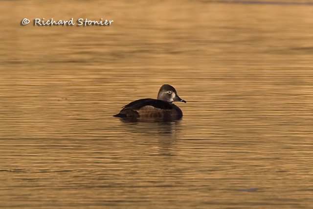 Ring-necked Duck