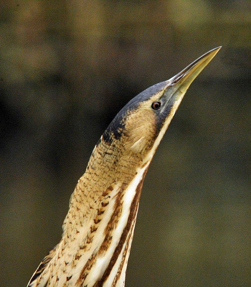Bittern