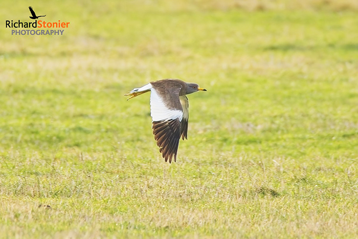 Grey-headed Lapwing