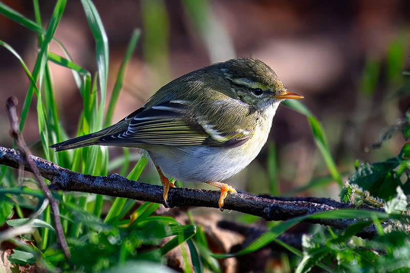 Yellow-browed Warbler