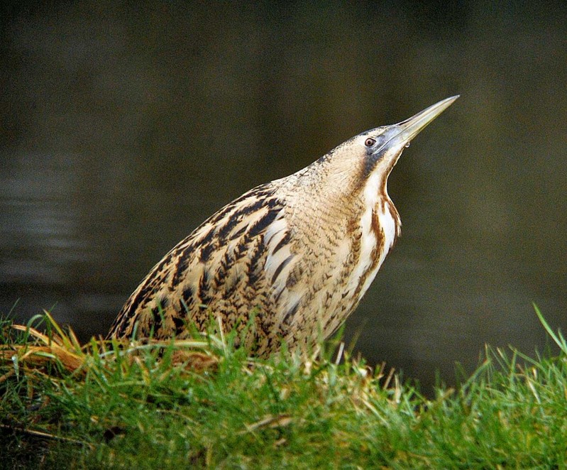 Bittern