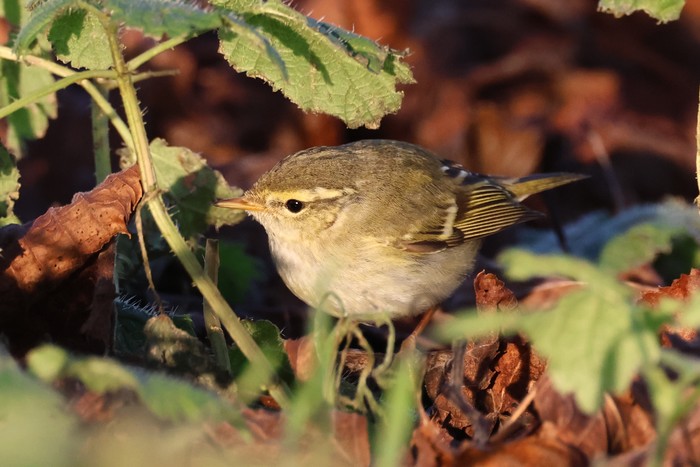Yellow-browed Warbler