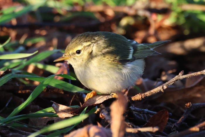 Yellow-browed Warbler
