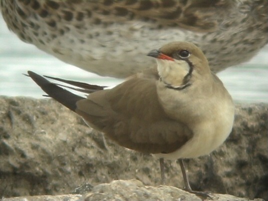 Collared Pratincole