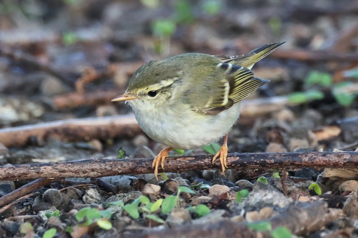 Yellow-browed Warbler