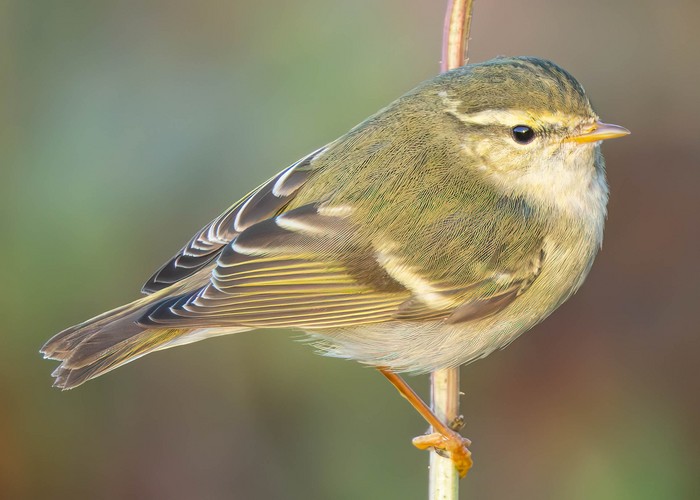 Yellow-browed Warbler