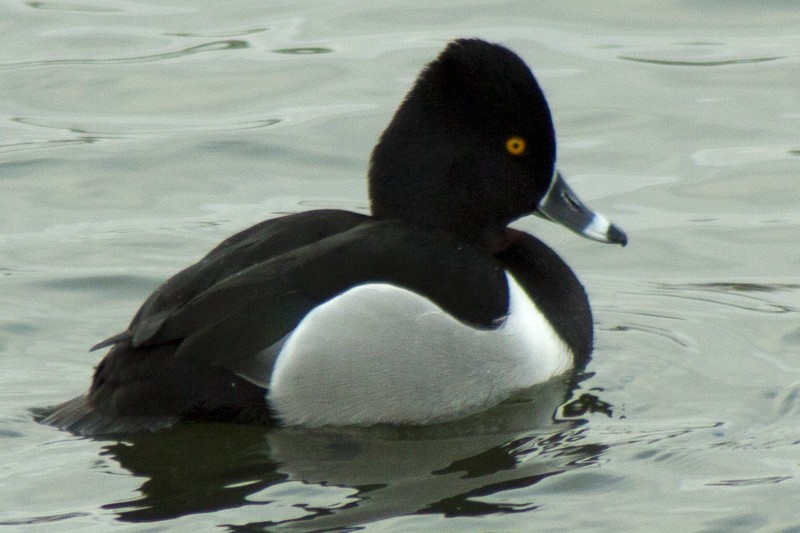 Ring-necked Duck
