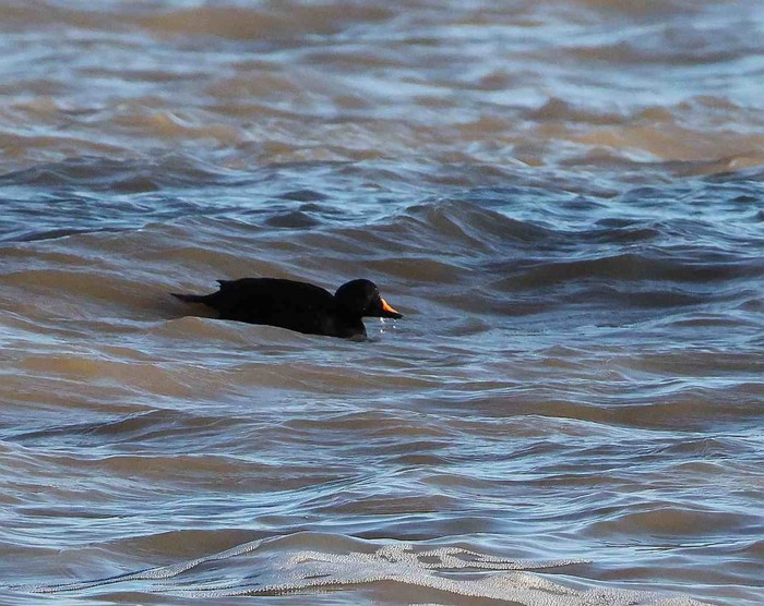 Common Scoter