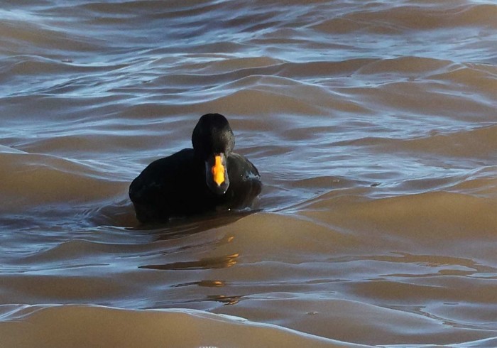 Common Scoter