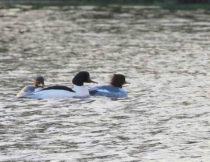 Goosander
