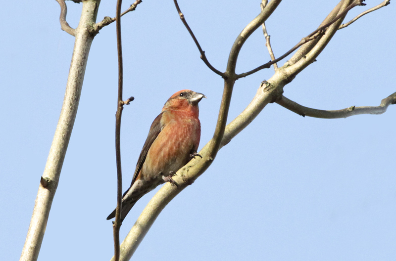 Common Crossbill