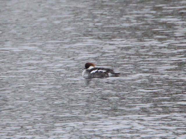 Smew
